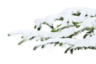 Фотографии ветки ели в снегу: бесплатно загружайте и наслаждайтесь красотой зимы
