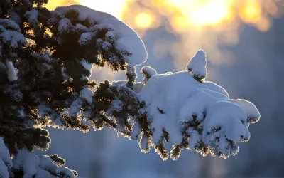 Фотографии ветки ели в снегу: загружайте и наслаждайтесь картинами в формате webp
