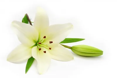 Цветок искусственный Лилия, 57 см, белый, Y4-6931 в Москве: цены, фото,  отзывы - купить в интернет-магазине Порядок.ру