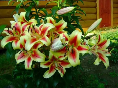 Лилия - Цветы Казани, сеть флористических салонов