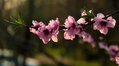 Фото Цветущая ветка сакуры