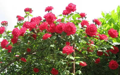 Сайгонская роза болезнь (69 фото) »