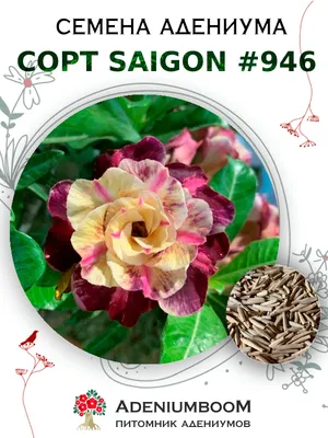 Адениум Тучный от Saigon Adenium №7041: купить семена в интернет-магазине с  доставкой почтой по России