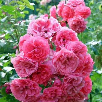 Ветвистая роза фото фотографии