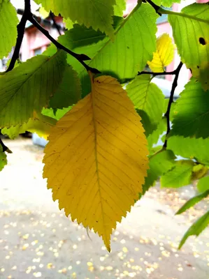 HD фото вяза дерева в осенней окраске листьев | Вяз дерево Фото №1170493  скачать