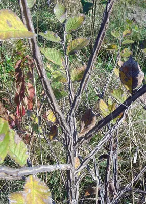 Вяз, пестролистная форма, Ulmus variegata