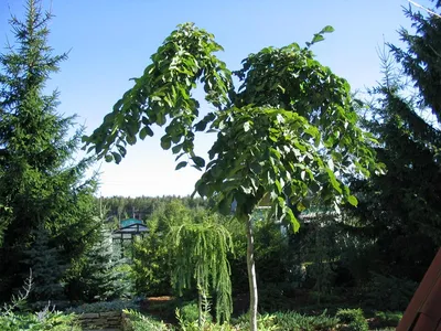 Вяз малый – дерево и древесина – Ulmus minor