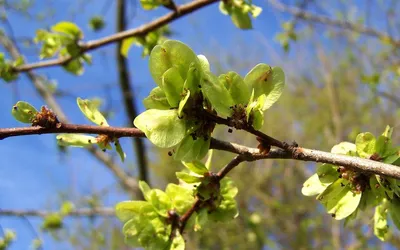 Вяз весной фото