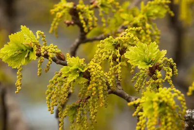 Rubra Ulmus дерева красного вяза Стоковое Изображение - изображение  насчитывающей листья, вяз: 90910671