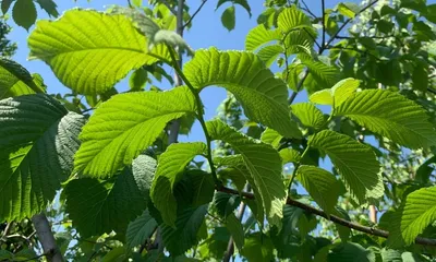 Зеленый Весна Роста На Вяз Ulmus Glabracamperdownii — стоковые фотографии и  другие картинки Вяз - iStock