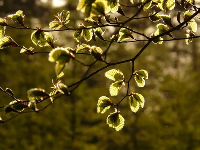 Ulmus Вяз Весной — стоковые фотографии и другие картинки Вяз - Вяз, Без  людей, Весна - iStock