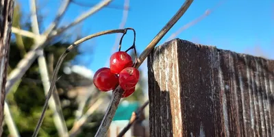 Вяз шершавый | Купить саженцы по выгодной цене с доставкой в питомнике  Алексеевская Дубрава