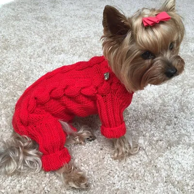 Crochet a simple sweater for a yorkie dog | Вяжем крючком простой свитер  для Йорка - YouTube