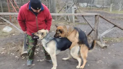 Вязка собак Киев | SobakaBarabaka