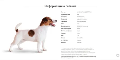 Вязка собак: 200 $ - Вязка Одесса на Olx