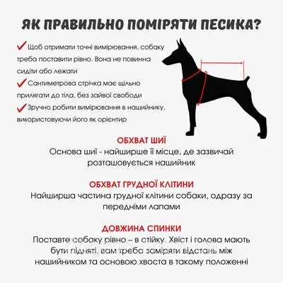 вязка собак чихуахуа ❗только для взрослых ❗ питомник собак Кастропуло Крым  Симферополь - YouTube