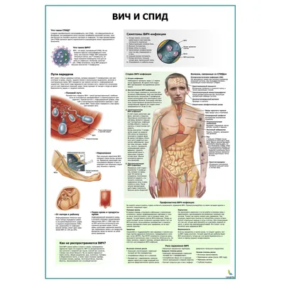 Происхождение вируса иммунодефицита человека