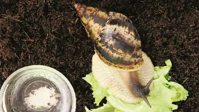 Ахатина ретикулята (Achatina reticulata)