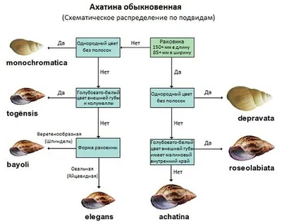 Гигантская улитка Ахатина (лат. Achatina fulica). Обсуждение на  LiveInternet - Российский Сервис Онлайн-Дневников