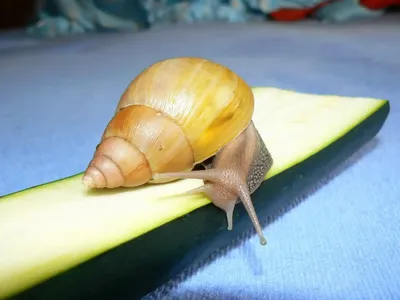 Big Snails - купить улитку: ахатины, архахатины, захрисии, древесники:  Кустарниковая улитка Подмосковья (fruticicola fruticum) - отпусти  природника в лес