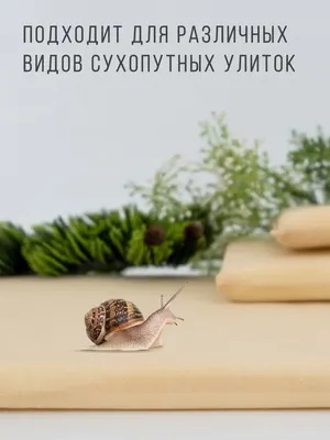 Different snails | Kyiv