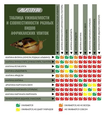 Зоомагазин Евромисто - Основу рациона питания улиток 🐌 ахатина могут  составлять листья салатов 🥬(все виды), разнообразная зелень, побеги злаков  и овощей, и даже ботва свеклы. Позаботьтесь о том, чтобы включить в основной