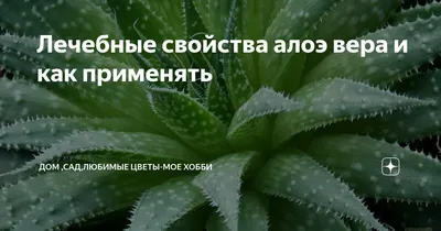 Лечебные свойства алоэ вера и как применять | В ОБЩЕМ ОБО ВСЕМ И ПО НЕМНОГУ  | Дзен