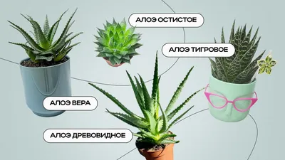 Алоэ: виды и сорта растения для домашнего выращивания