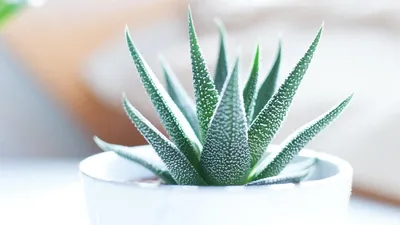 https://guru.wildberries.ru/article/aloe-vera-ne-tolko-dekorativnoe-no-i-lechebnoe-rastenie-1706211314