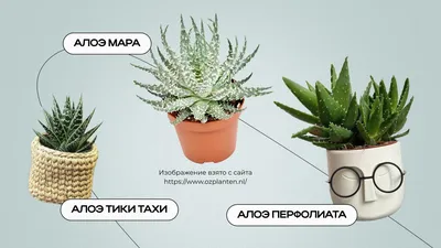 Алоэ вариегата в Москве по доступным ценам