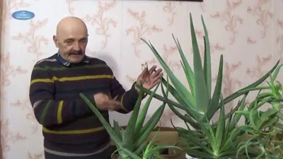 Алоэ: виды и сорта растения для домашнего выращивания