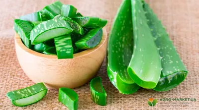 Aloe vera - алоэ вера алоэ - настоящее., 5-ти летние- по 250 лей, есть и  поменьше.