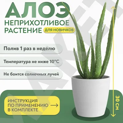 Алоэ Вера в кашпо купить в Москве с доставкой | Магазин растений Bloom  Story (Блум Стори)