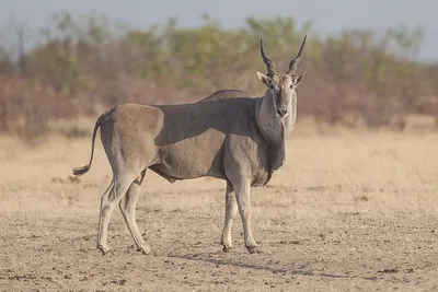Antelope Facts | Kyiv