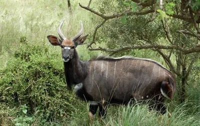 Родные Виды Антилоп На Лугу — стоковые фотографии и другие картинки Impala  - Impala, Антилопа, Африка - iStock