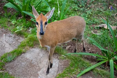 Antelope Facts - Виды антилоп очень разные. Эта пёстрая группа животных  включает в свой состав несколько семейств и подсемейств: настоящие антилопы;  саблероги (саблерогие антилопы); косули (косульи антилопы); коровьи антилопы  (бубалы); карликовые антилопы;