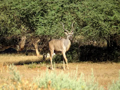 Antelope Facts - Антилопа (антилопы) — это общее название млекопитающих  животных из отряда парнокопытных, семейства полорогих (лат. Bovidae).  Название “антилопа” происходит от среднегреческого слова ἀνθόλοψ,  означающего “рогатое животное ...