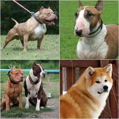Все виды бойцовских собак (63 фото) - картинки sobakovod.club