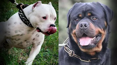 Бойцовские породы собак: список пород с фото и коротким описанием