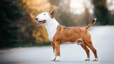 Питбуль (американский питбультерьер): фото собаки, характер, описание и  особенности породы