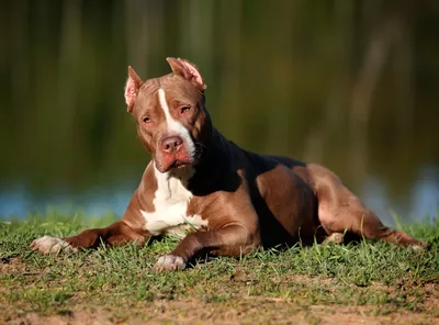Фото и названия бойцовских собак, виды бойцовых пород и краткое описание |  Meduza4u
