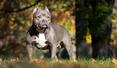 Стаффордширский терьер: все о породе 🐕, размер, окрас, щенки, фото