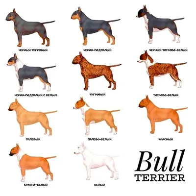 Бультерьер (Bull terrier) - это смелая, мощная и очень выносливая порода  собак. Описание, фото, отзывы о породе.