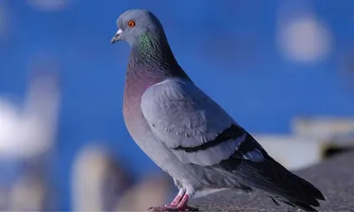 ФотоБлог Торгачкин Игорь Петрович © Igor Torgachkin: Голуби Новороссийска /  Pigeons Novorossiysk / February 2013