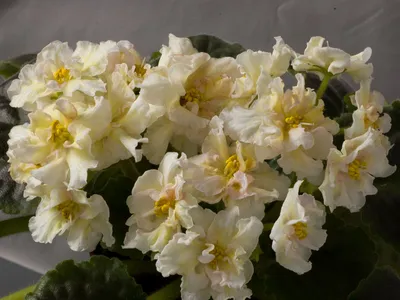 Комнатные цветочки, фиалки, глоксинии Донецк