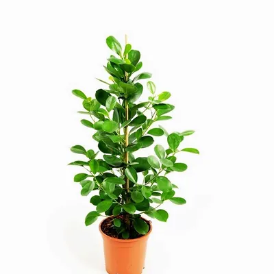 Фикус Бенджамина Голден Кинг Ficus Benjamina Golden King, 16 дм, 1 шт -  купить по выгодной цене в интернет-магазине OZON (501644192)