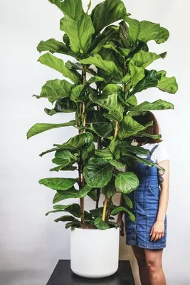 Фикусы Ficus - фотокаталог для заказа фикусов | EXOTIC PLANT Редкие  коллекционные растения