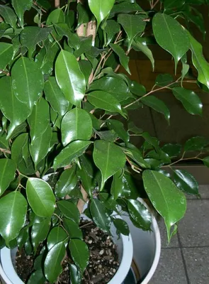 Фикус каучуконосный – черезвычайно декоративное растение - Каменское  (Днепродзержинск)