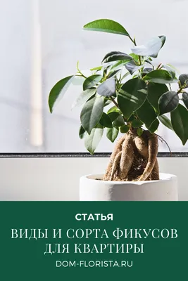Уход за фикусом в домашних условиях - AgroFlora.ru