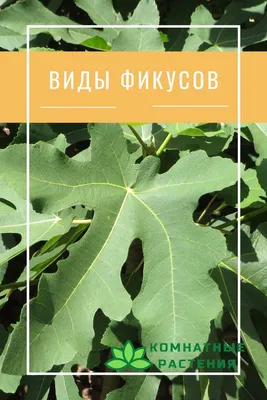 Виды фикусов и их разновидности с фото, названиями и описанием | Фикус,  Растения, Вид